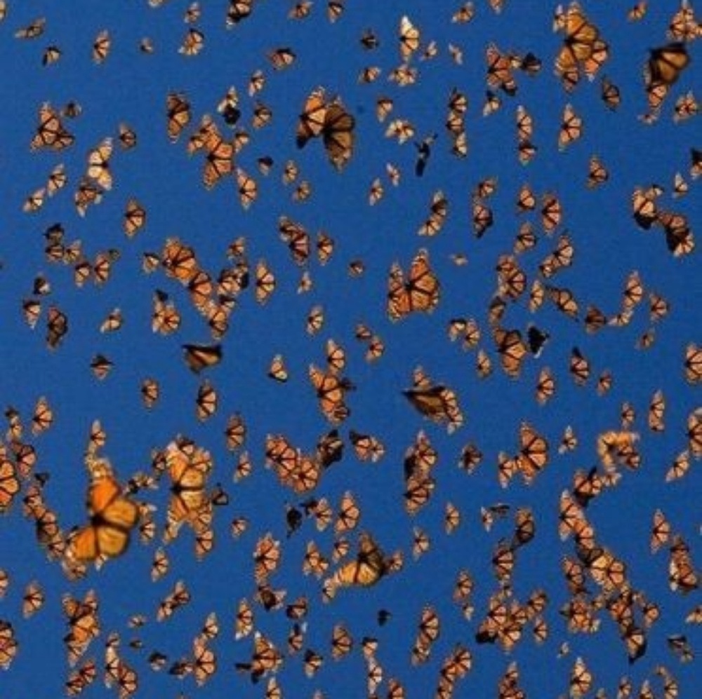 Meet your Posher, Kay